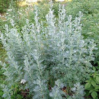 artemisia absinthium